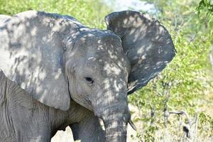 elefant - etosha, namibia foto