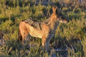 schakal - etosha, namibia foto