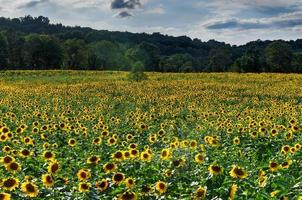 Weites Feld eines Sonnenblumenlabyrinths in Sussex County, New Jersey foto