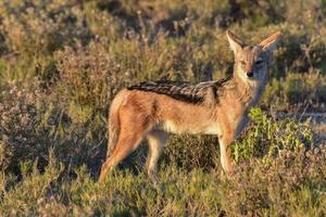 schakal - etosha, namibia foto