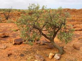 Panoramablick auf den Kings Canyon, Zentralaustralien, Northern Territory, Australien foto