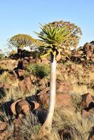 Köcherbaumwald - Namibia foto