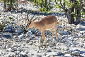 springbock im etosha nationalpark foto