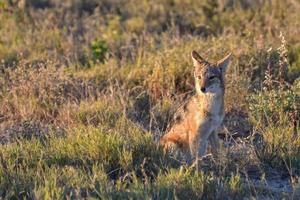 schakal - etosha, namibia foto