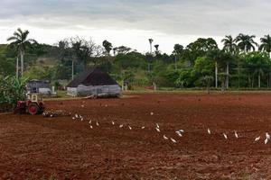 Traktor pflügt ein Tabakfeld in Vinales, Kuba. foto