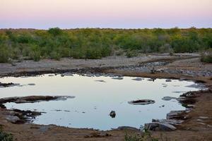 Wasserstelle - Etosha, Namibia foto