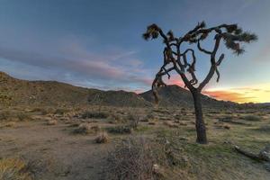 schöne landschaft im joshua tree national park in kalifornien. foto