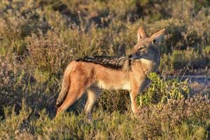 schakal - etosha, namibia foto