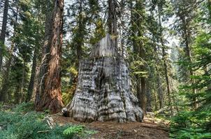 Big Stump Grove im Sequoia- und Kings-Canyon-Nationalpark in Kalifornien. foto