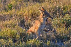 schakal - etosha, namibia foto