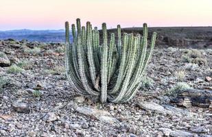 Kaktus - Namibia foto