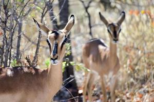 springbock im etosha nationalpark foto