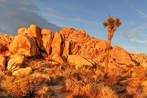 schöne landschaft im joshua tree national park in kalifornien. foto