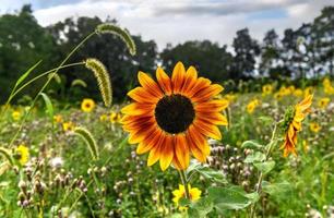 Nahaufnahme einer orange-gelben Sonnenblume mit einer Biene in einem Sonnenblumenlabyrinth in Sussex County, New Jersey. foto