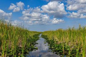 Florida-Feuchtgebiet im Everglades-Nationalpark in den USA. beliebter Ort für Touristen, wilde Natur und Tiere. foto