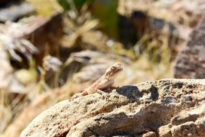 Mimetische Eidechse im versteinerten Wald, Khorixas, Namibia foto