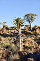 Köcherbaumwald - Namibia foto