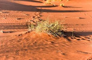 Wüstenlandschaft - Namibrand, Namibia foto