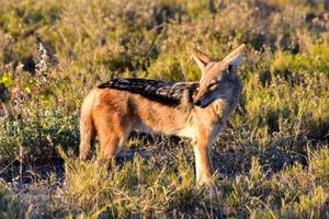 schakal - etosha, namibia foto