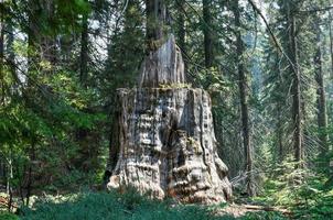 Big Stump Grove im Sequoia- und Kings-Canyon-Nationalpark in Kalifornien. foto