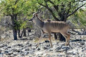 Kudu im Etosha-Nationalpark foto