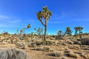 schöne landschaft im joshua tree national park in kalifornien. foto