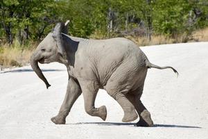 Elefantenbaby - Etosha, Namibia foto