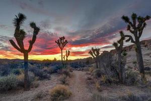 schöne landschaft im joshua tree national park in kalifornien. foto