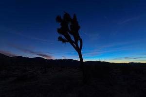 schöne landschaft im joshua tree national park in kalifornien bei nacht. foto