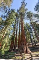 Der Junggeselle und drei Grazien, Mariposa Grove, Yosemite foto