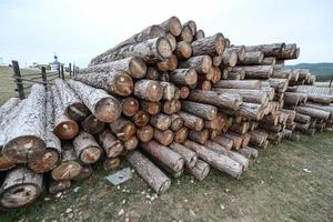 Sibirische Holzstämme foto