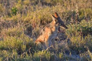 schakal - etosha, namibia foto