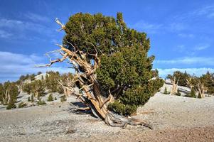 uralter Bristlecone-Kiefernwald foto