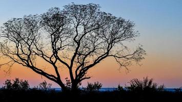 einsamer Baum gegen den Sonnenuntergang in Livingstone, Sambia foto