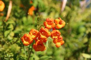 Sommerblumen in einem Stadtpark in Israel. foto