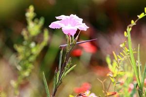 Sommerblumen in einem Stadtpark in Israel. foto