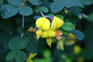 Sommerblumen in einem Stadtpark in Israel. foto