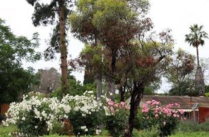 Sommerblumen in einem Stadtpark in Israel. foto