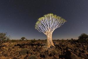 Köcherbaumwald - Namibia foto