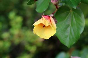 Sommerblumen in einem Stadtpark in Israel. foto