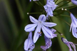 Sommerblumen in einem Stadtpark in Israel. foto