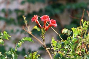 Sommerblumen in einem Stadtpark in Israel. foto