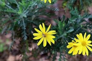 Sommerblumen in einem Stadtpark in Israel. foto