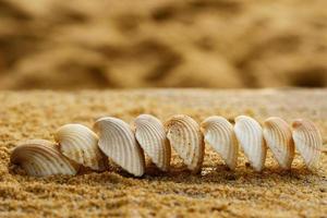 Muscheln und Sand foto