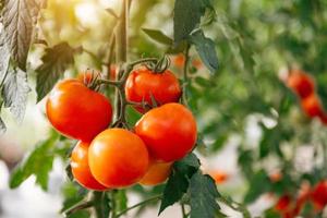 Reife Tomatenpflanze, die im Gewächshaus wächst, Haufen leuchtend roter natürlicher Tomaten auf Baumzweigen in Bio-Gemüse foto