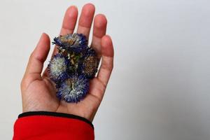 Frau mit getrockneten violetten Blumen in der Hand in Karachi Pakistan 2022 foto