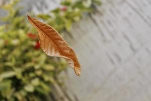 trockenes Blatt, das in der Luft in Karatschi Pakistan 2022 vom Baum fällt foto