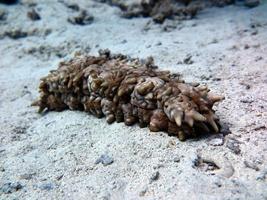 Seegurke aus dem Roten Meer foto