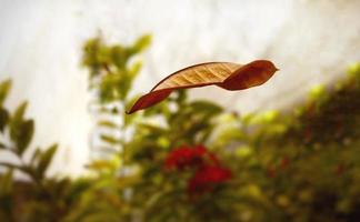 trockenes Blatt, das in der Luft in Karatschi Pakistan 2022 vom Baum fällt foto