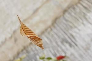 trockenes Blatt, das in der Luft in Karatschi Pakistan 2022 vom Baum fällt foto